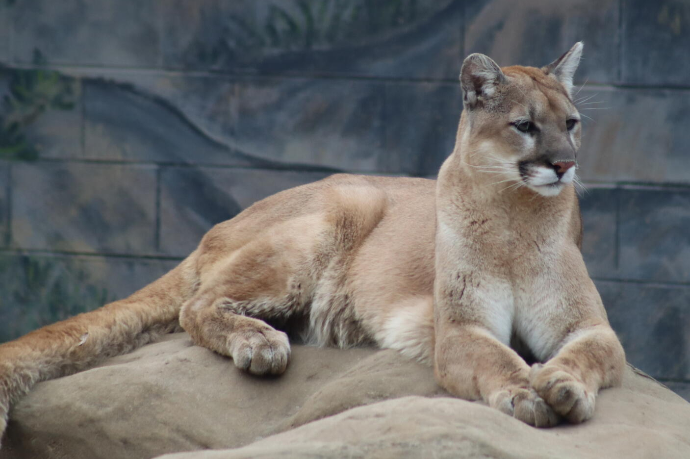 Cougar on rock