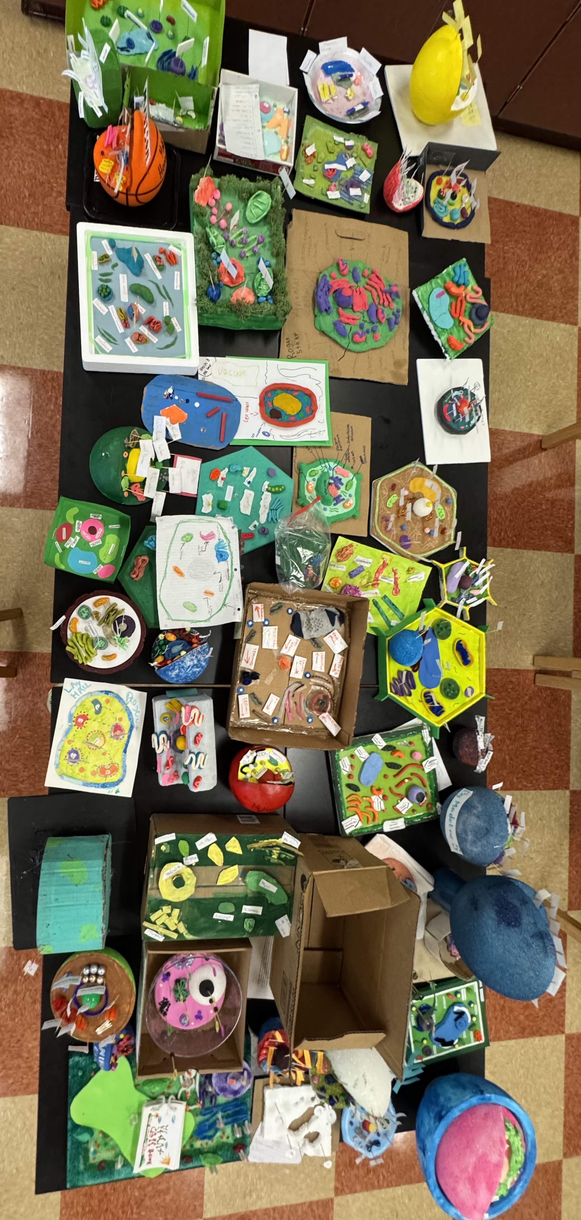 Miss S. Cook - Science