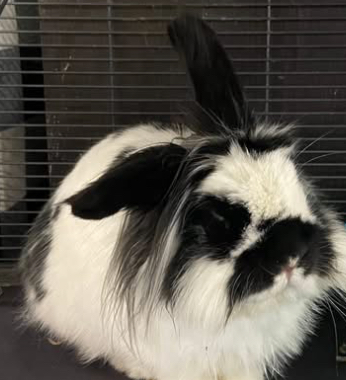 oreo