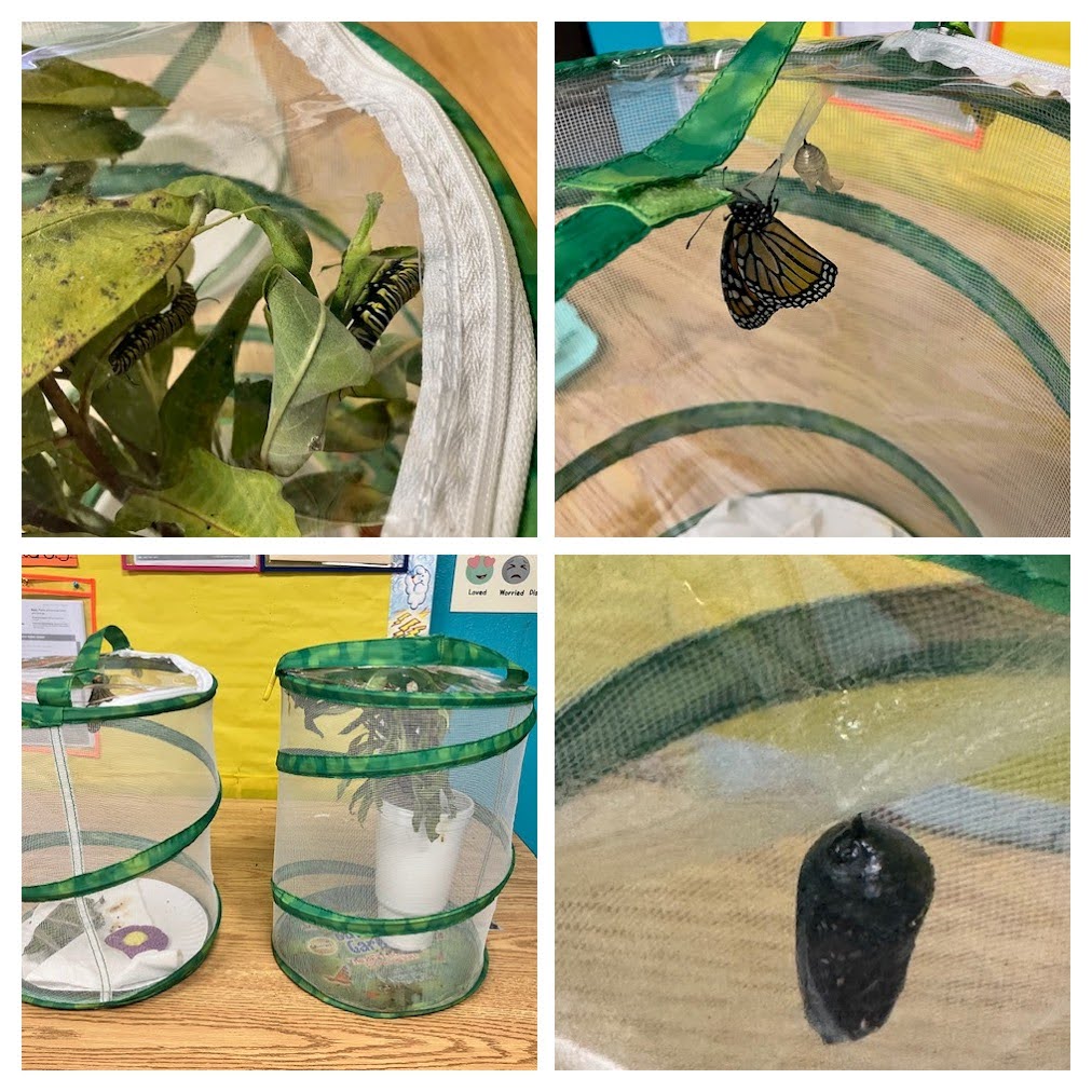1 Monarch Life Cycle
