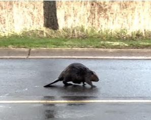 Beaver