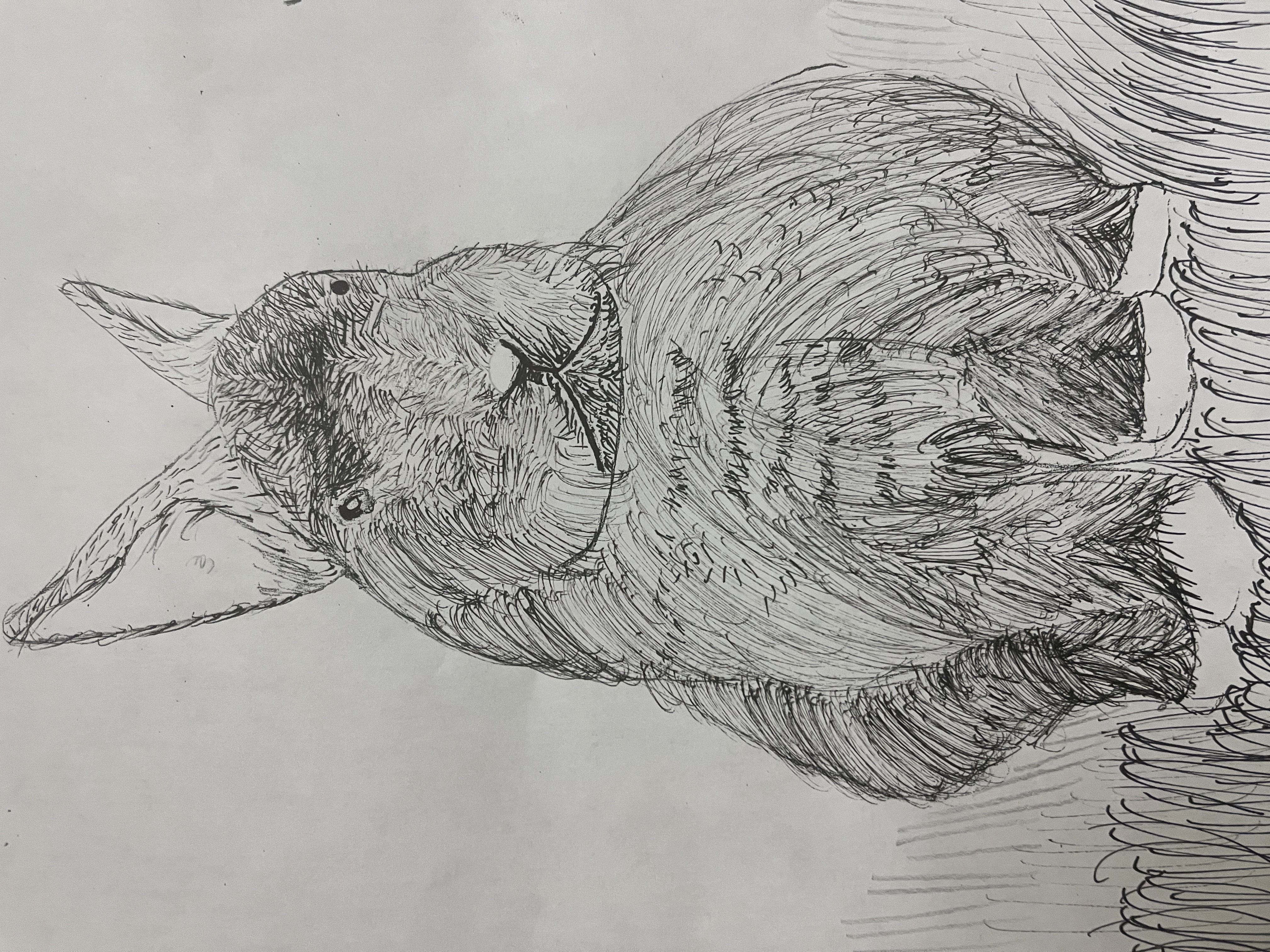 kevin