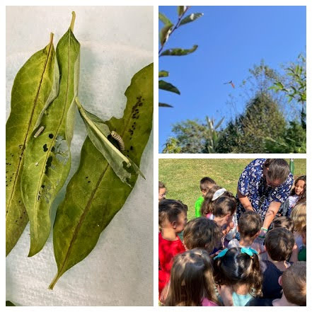 1 Monarch Life Cycle More