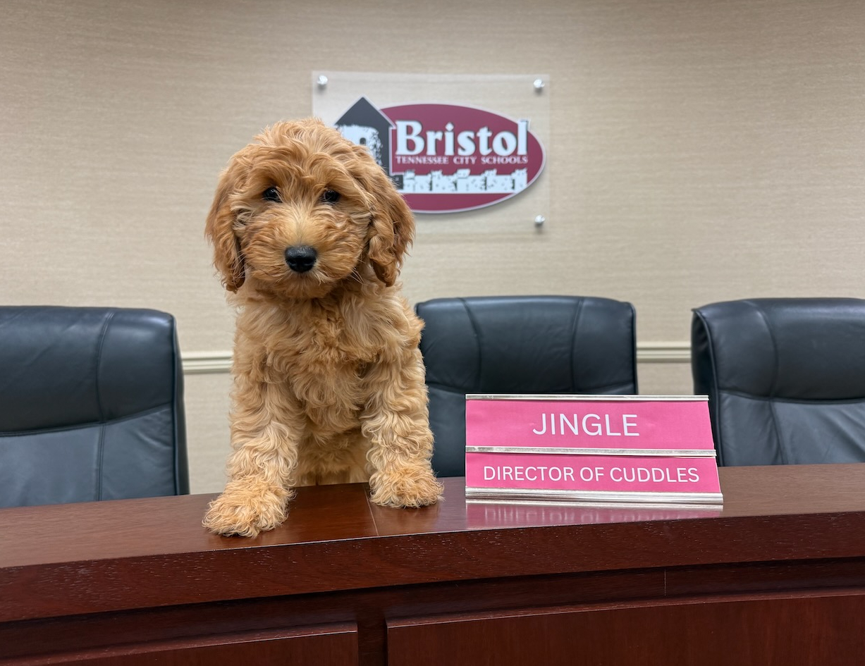 A fluffy golden doodle puppy is standing on a wooden table behind a nameplate that reads "Jingle, Director of Cuddles." Behind the puppy is a logo for Bristol Tennessee City Schools, and there are three black leather chairs in the background.