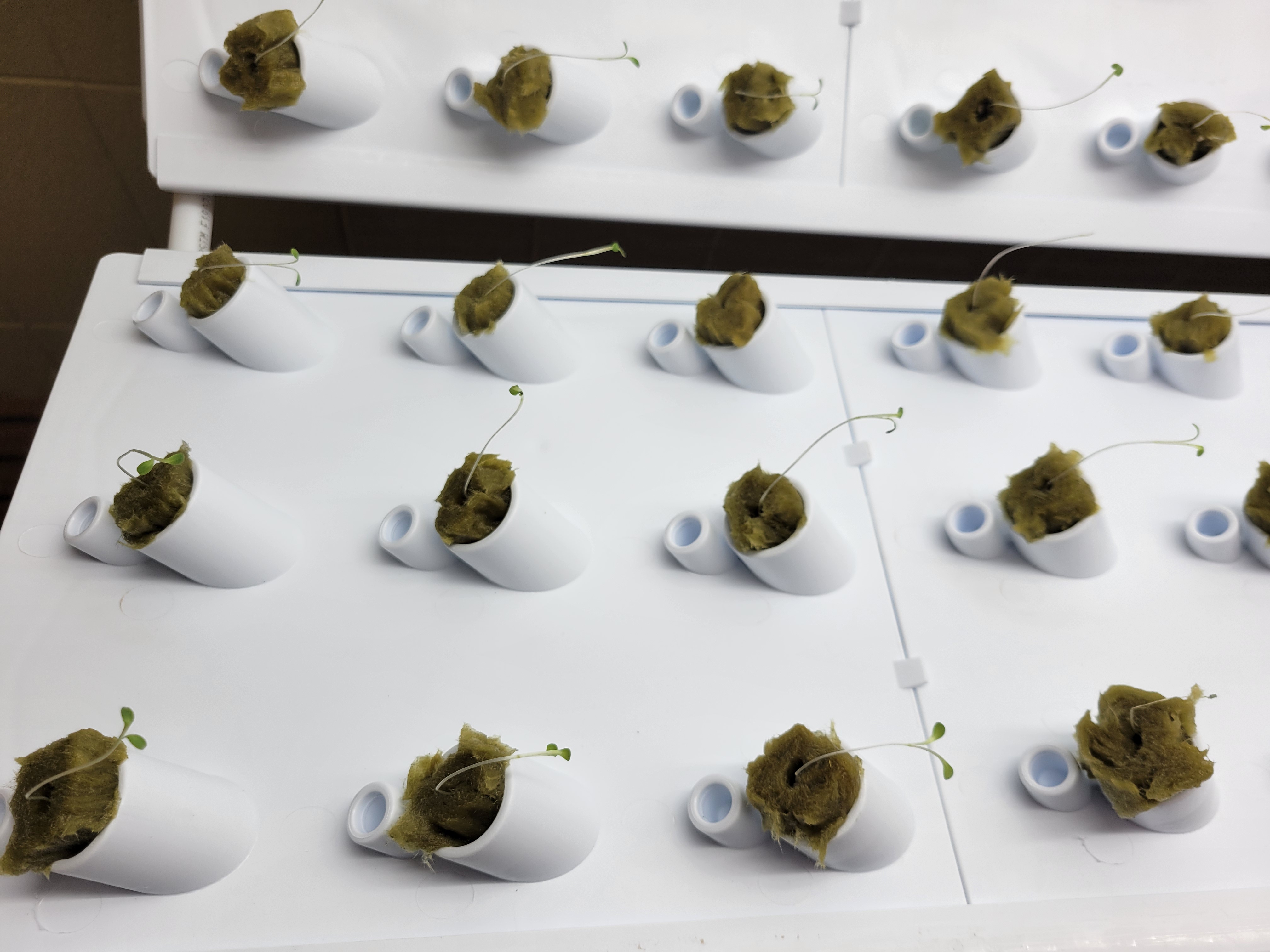 Hydroponics are planted