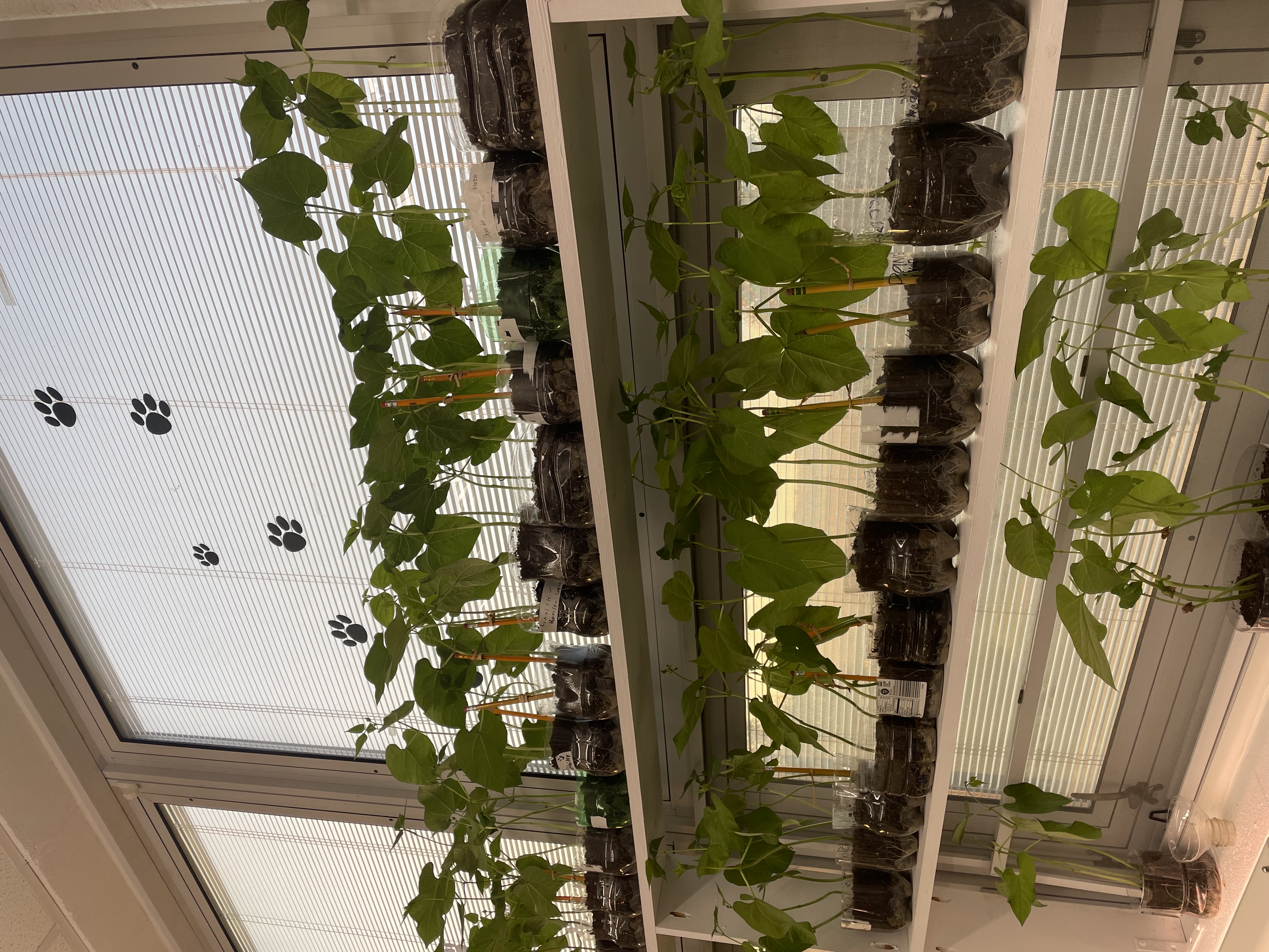 Plants with green leaves and stems growing in a greenhouse with a white ceiling and glass wall.