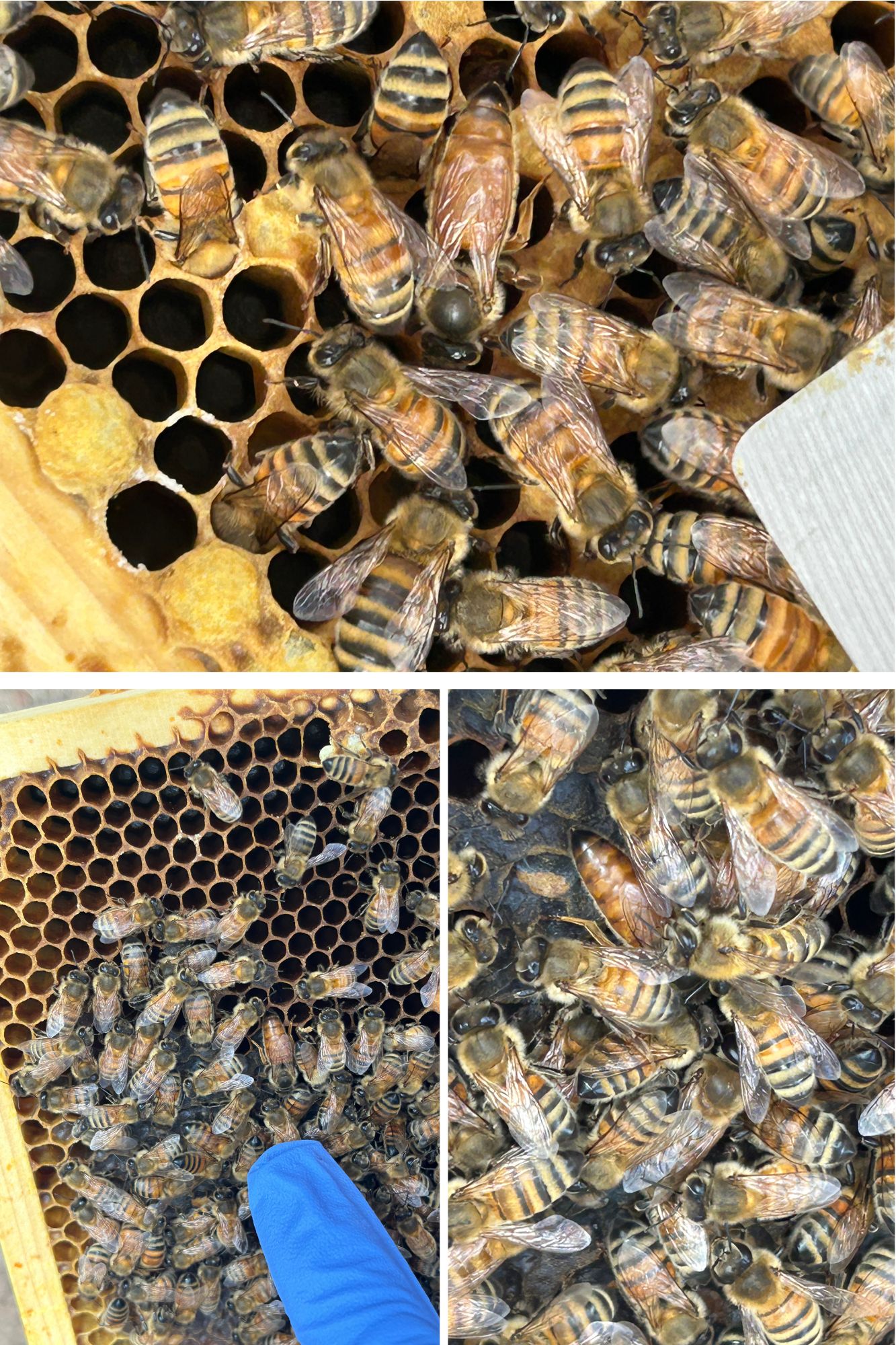 A series of close-up photos showing honeybees being inspected on honeycomb frames in a hive.