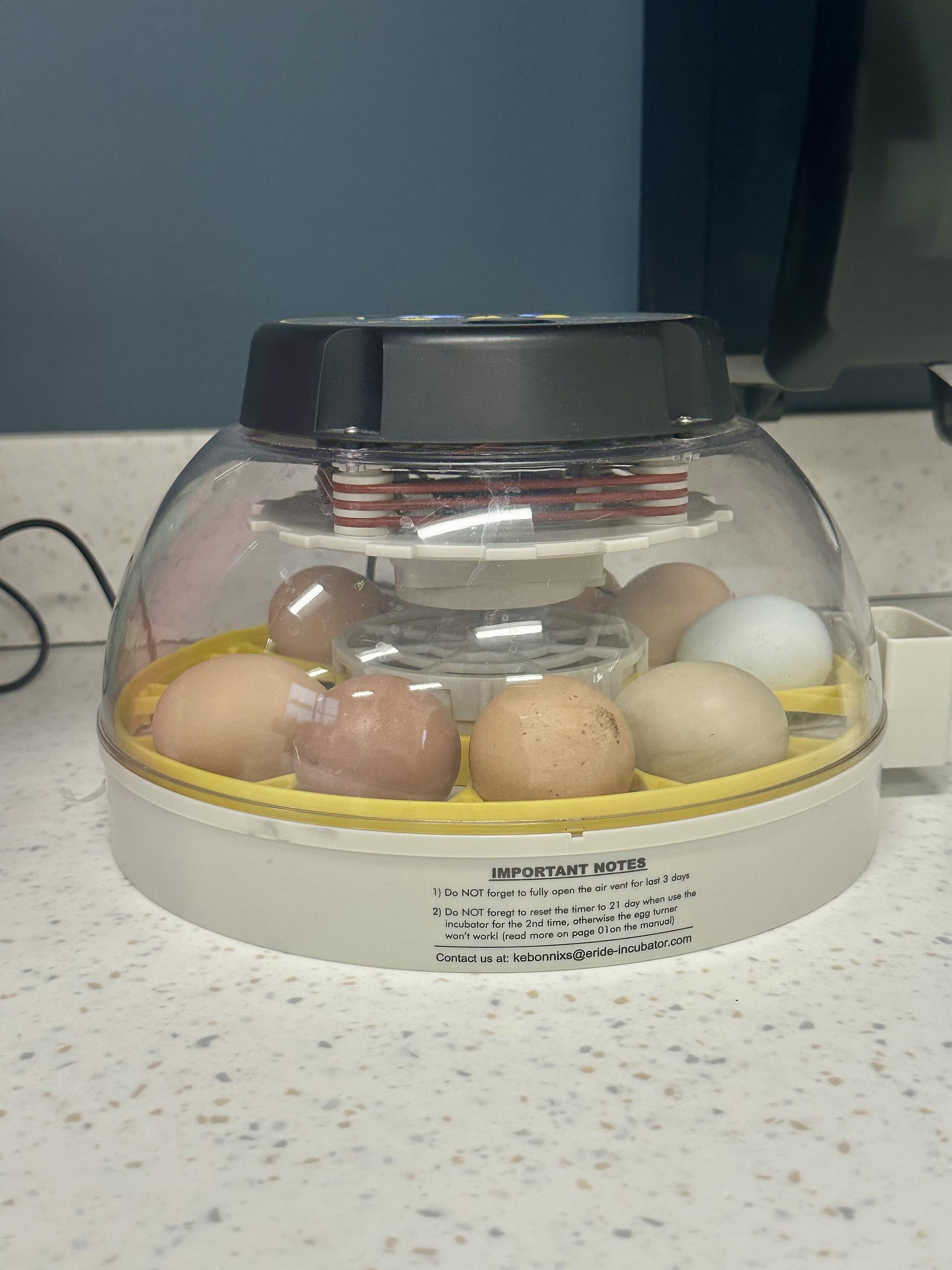 eggs in incubator