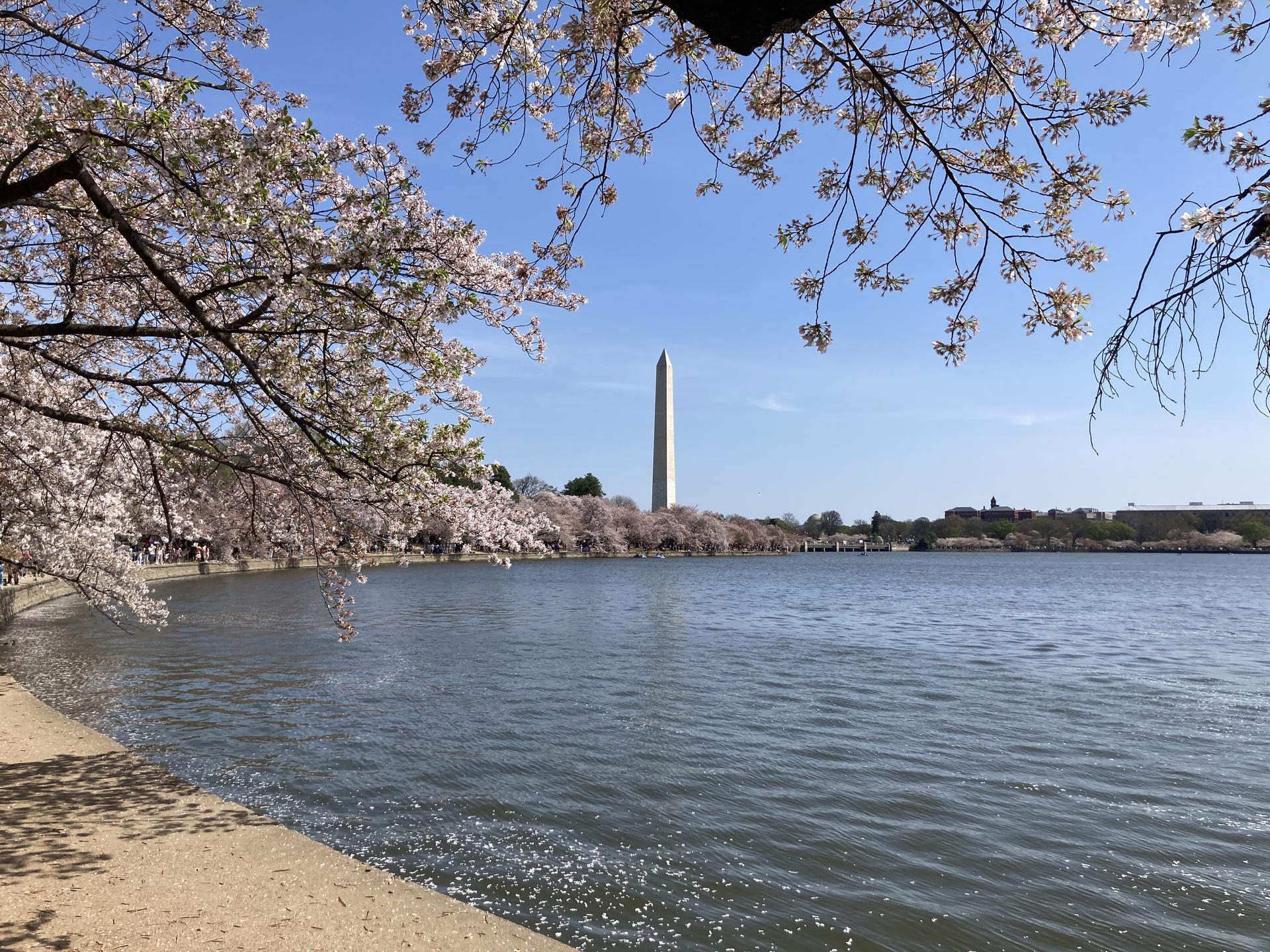 The Washington Monument on a spring day. 