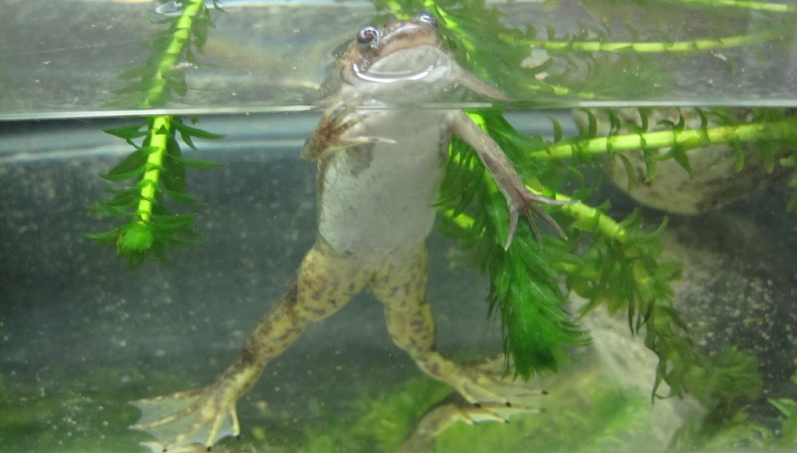 Frog