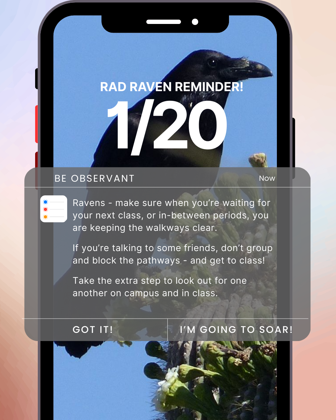 Raven Rundown 1/19