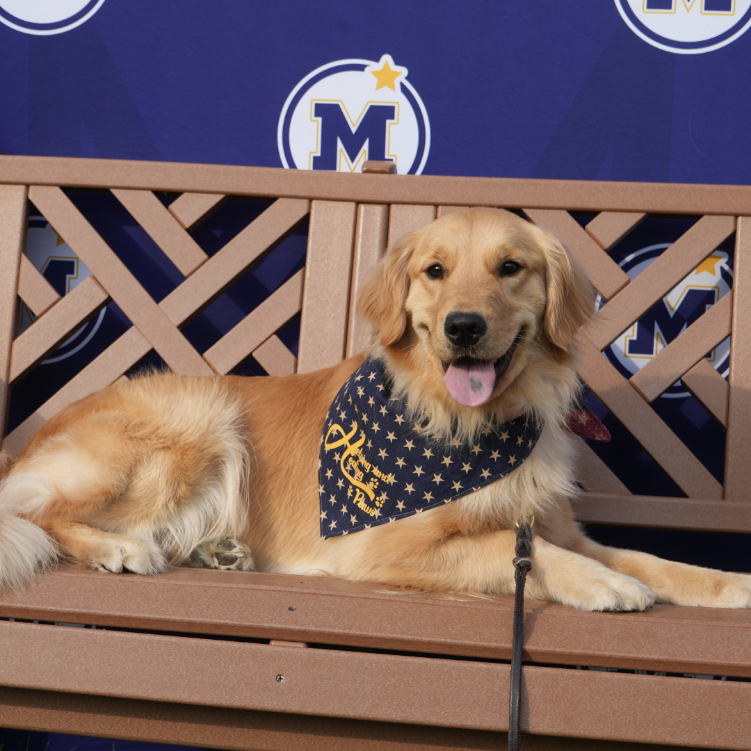 Golden Retriever dog 