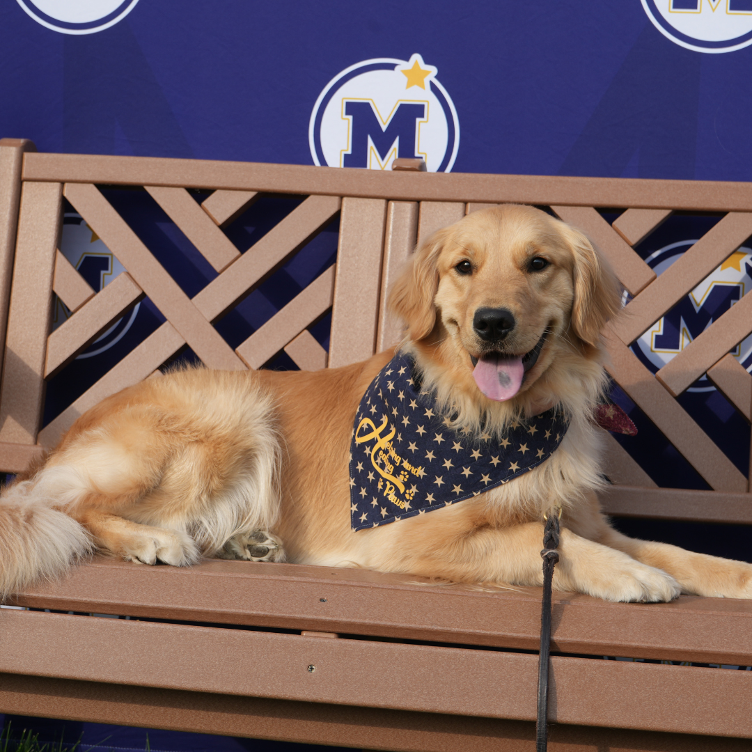 Dog on bench in front of Mahtomedi backdrop