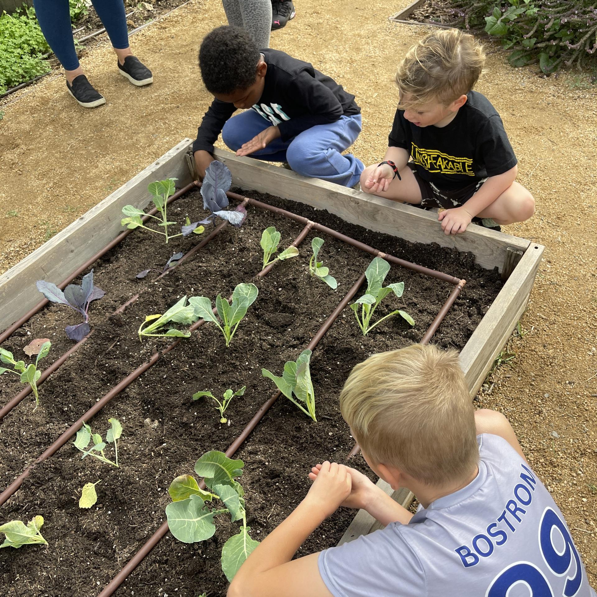 Kids planting