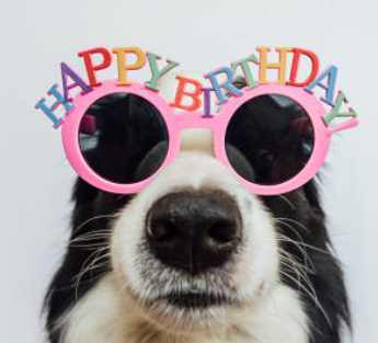 Dog with Happy Birthday Glasses