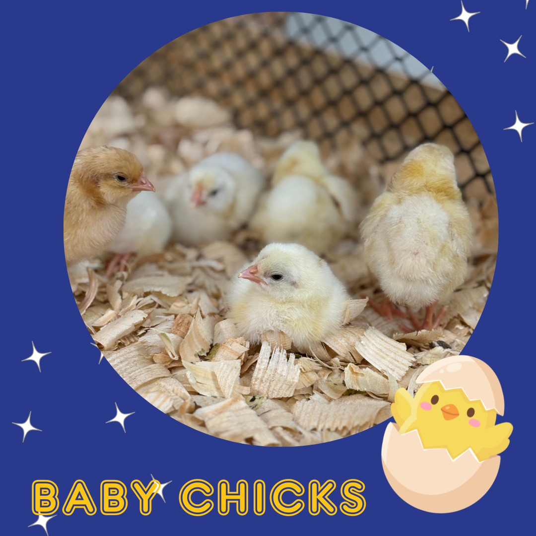 Baby chicks