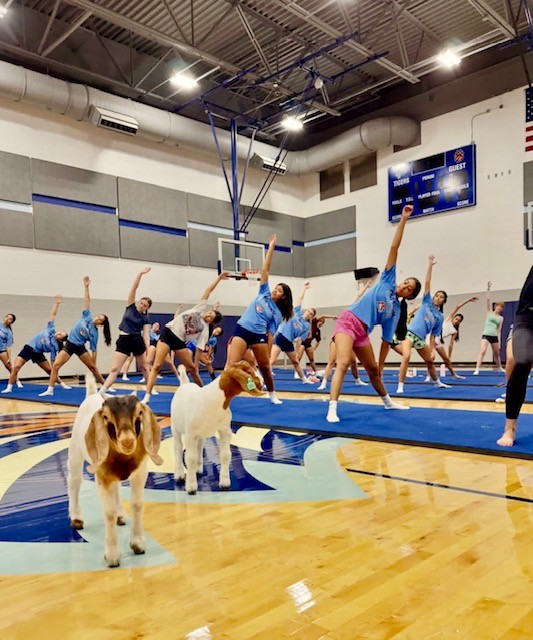 A group of people in blue and pink uniforms are doing yoga with two goats in a gym.