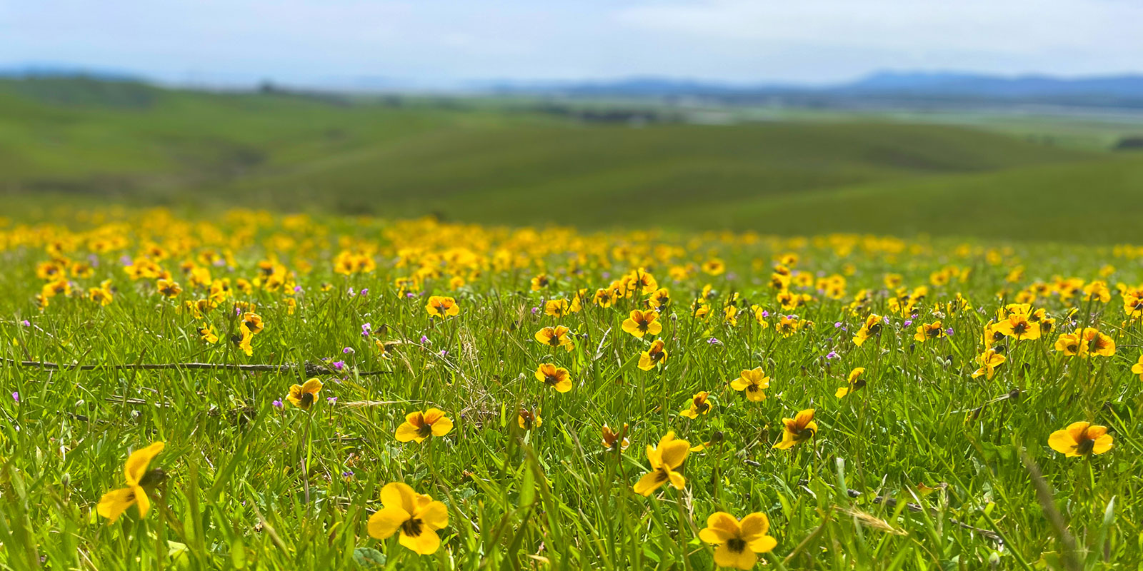 A lush meadow with yellow wildflowers in focus in the foreground