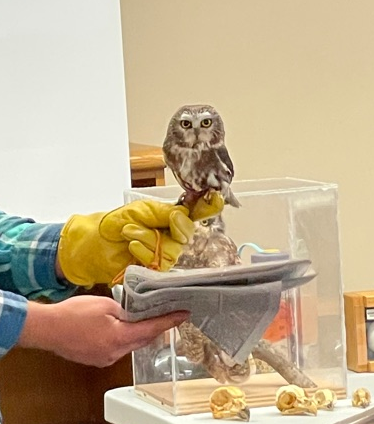 Volunteer holding owl