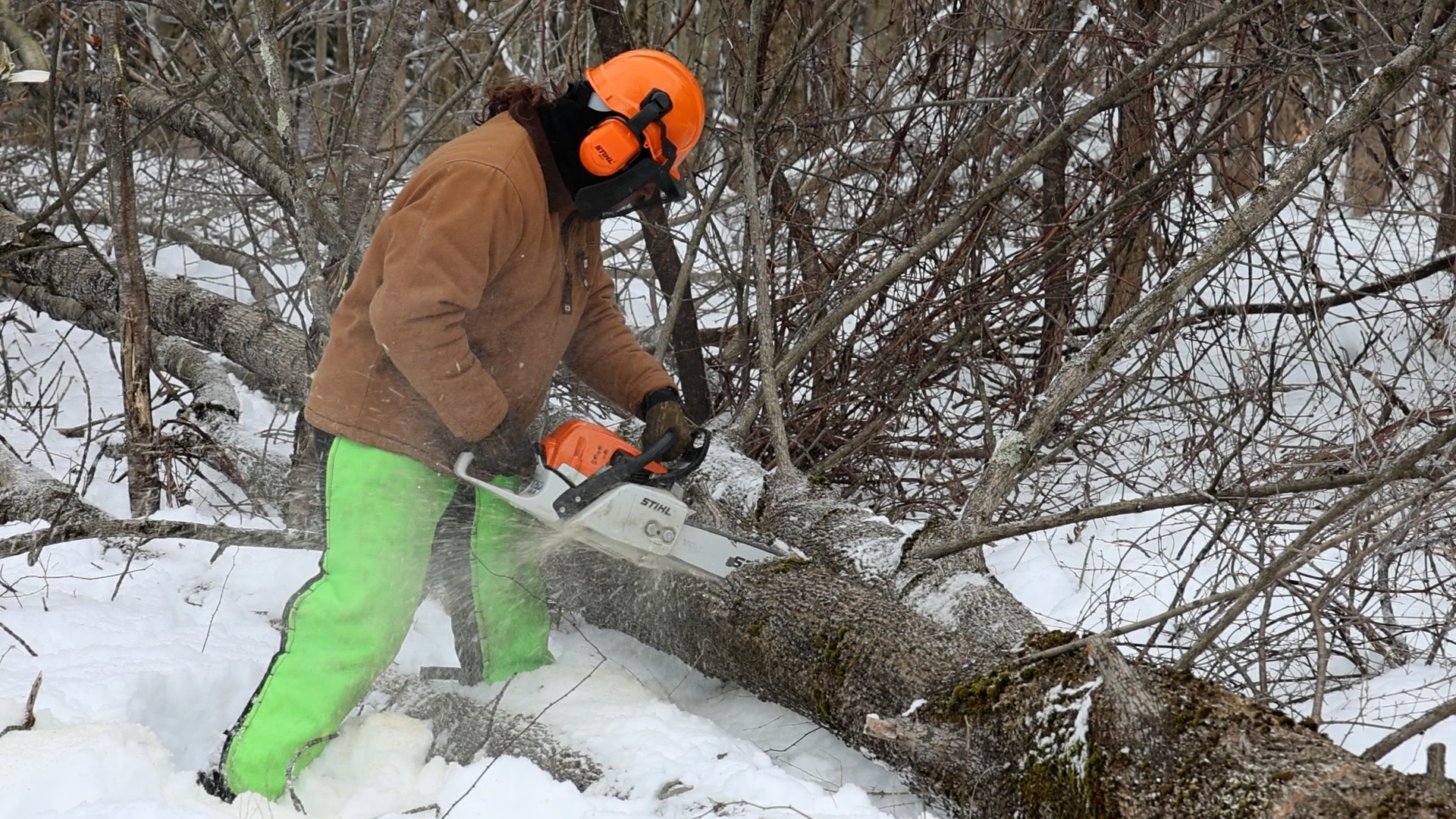 Conservation student cutting tree outside