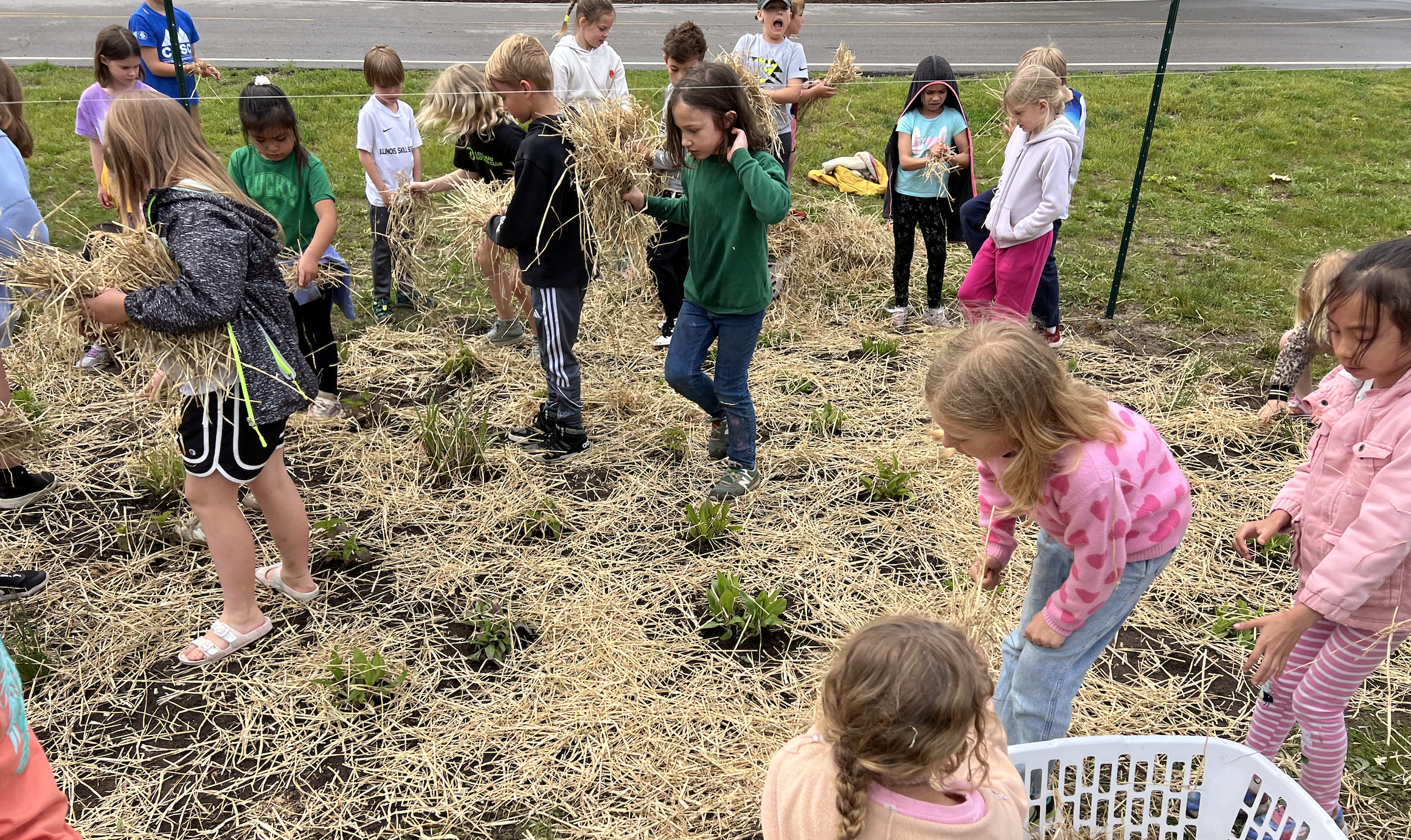 rain garden