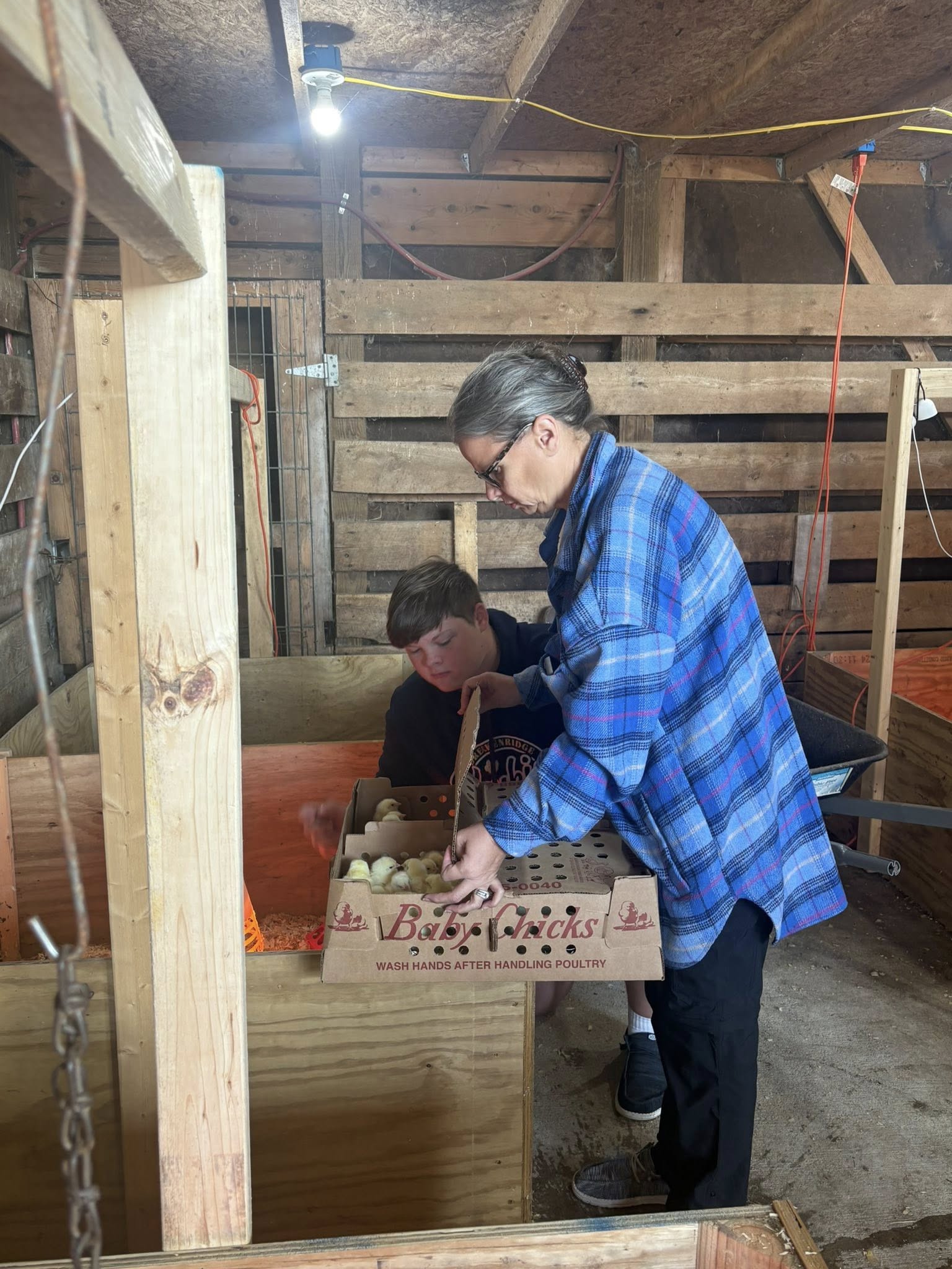 Chickens arrived!  Getting placed in their prepared pens.