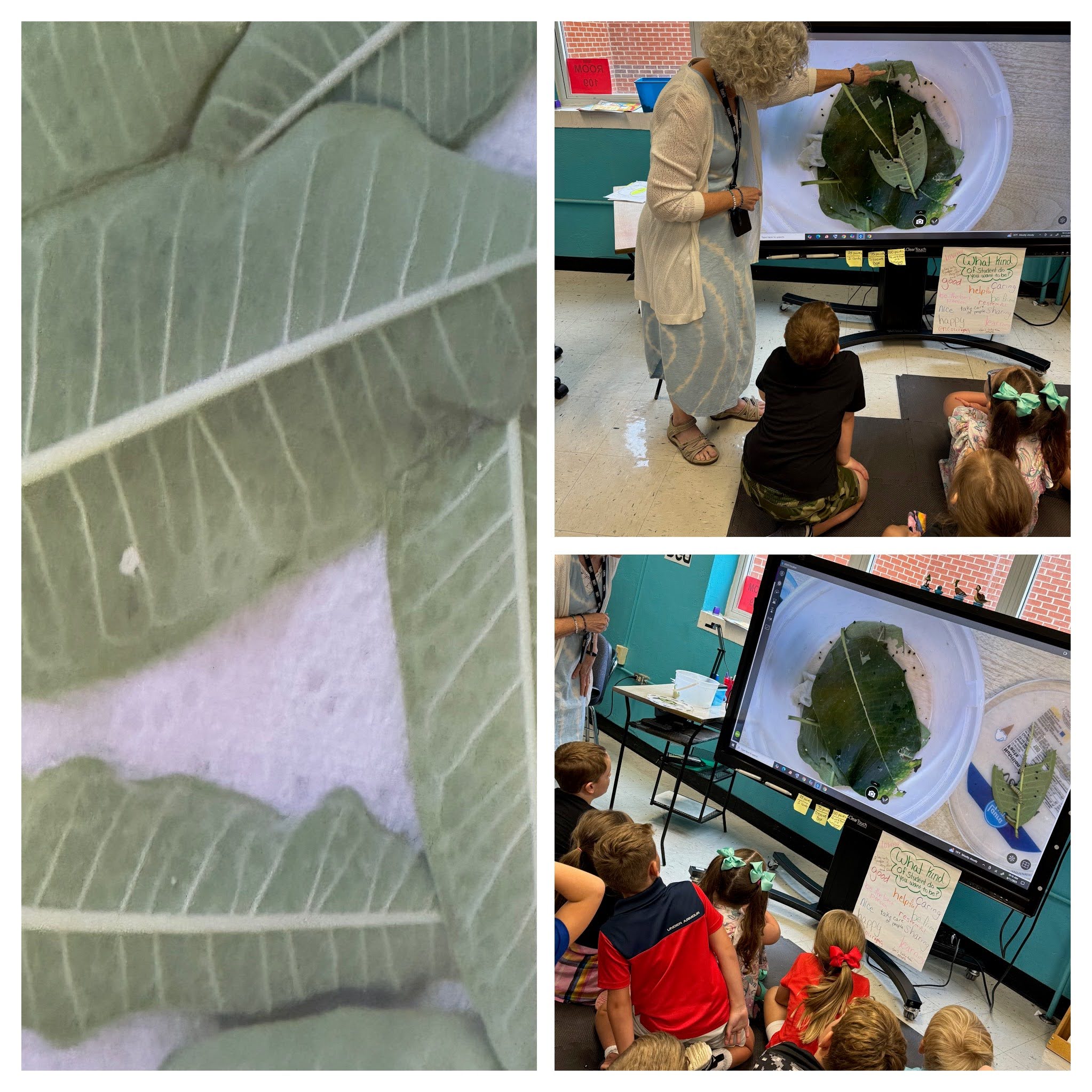 1 Monarch Early Stages