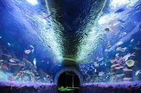 Aquarium image