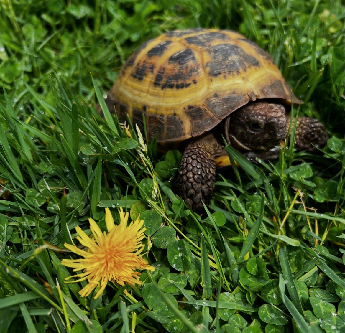 Pablo is Schuyler's emotional support tortoise that currently lives in the Media Center with Mrs. Healy. He is a Russian Tortoise that is roughly 26 years old. Pablo originally lived in Maryland with Mrs. Kopacz, who is the art teacher at JFK. He was named after Pablo Picasso. Mrs. Kopacz, Mrs. Healy's sister, donated Pablo to the Media Center at Randall Carter where he lived for a while under Mrs. Healy's care. He spent some time with Mrs. Tosi who teaches there and eventually moved in with the Gorski Family from Randall Carter for a few years. Pablo eventually made his way back to Mrs. Healy at Schuyler where he has been enjoying fresh lettuce from the hydroponic garden and dandelion flowers.