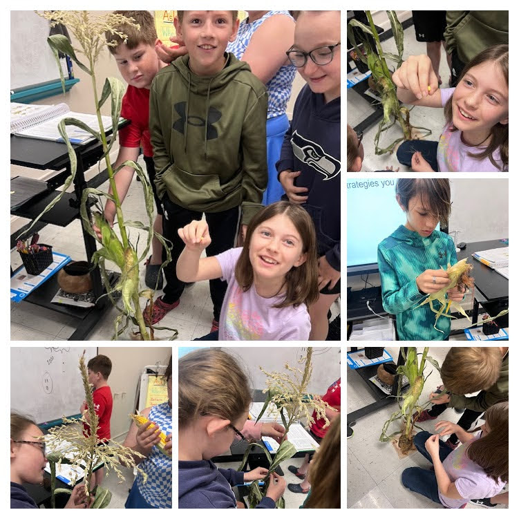 5 ELA Corn Unit