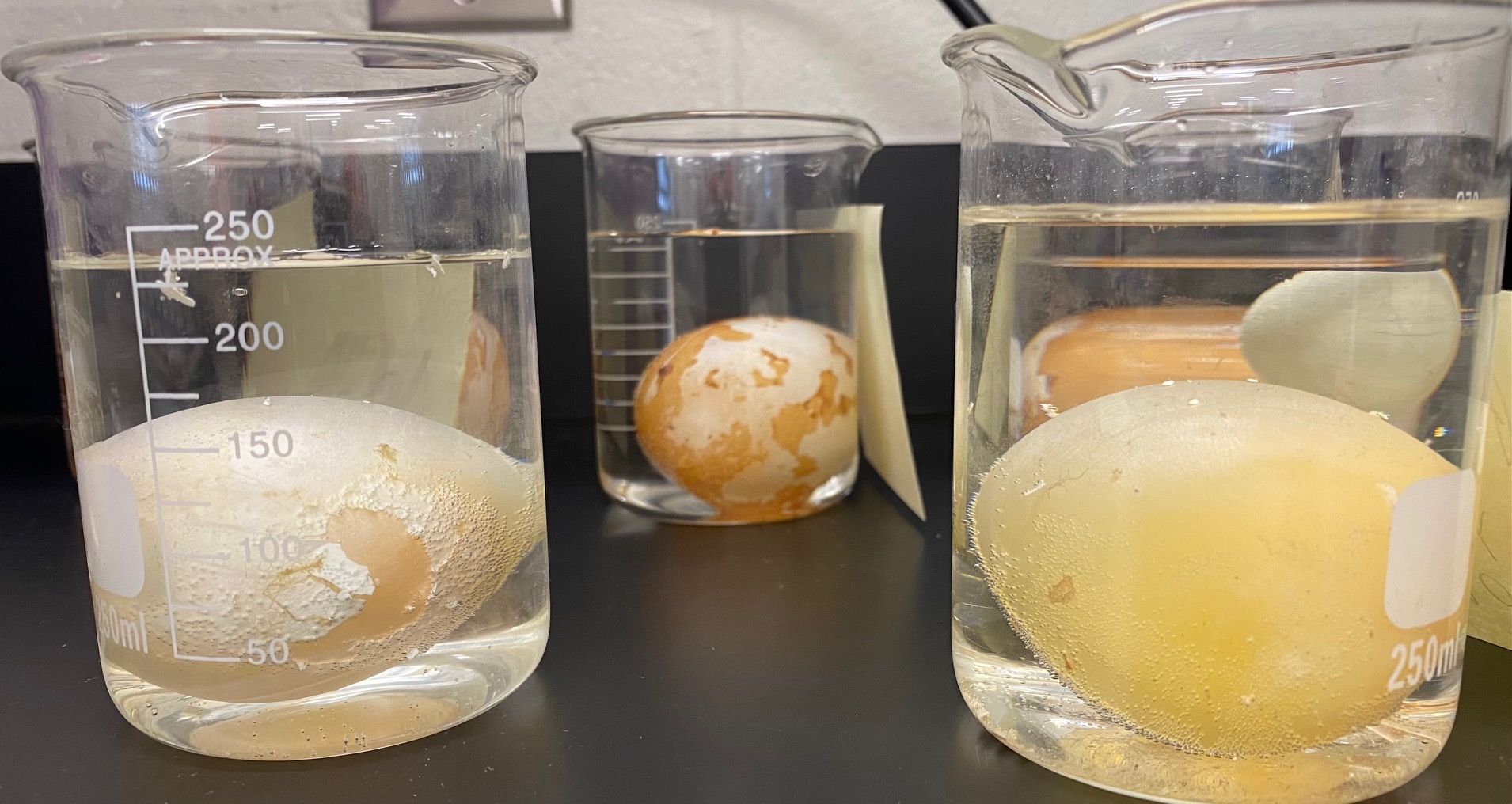 Eggs