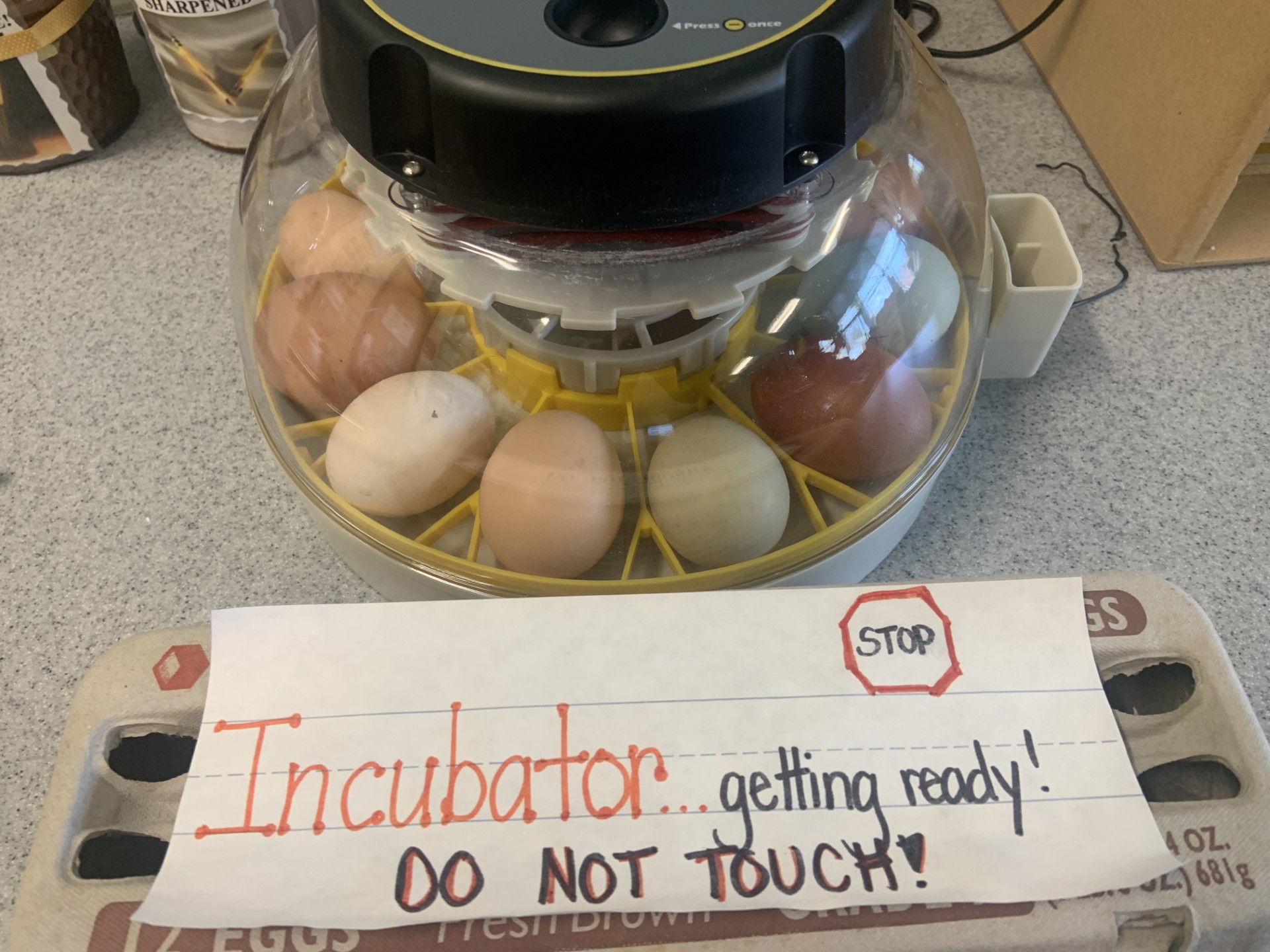 Incubated eggs