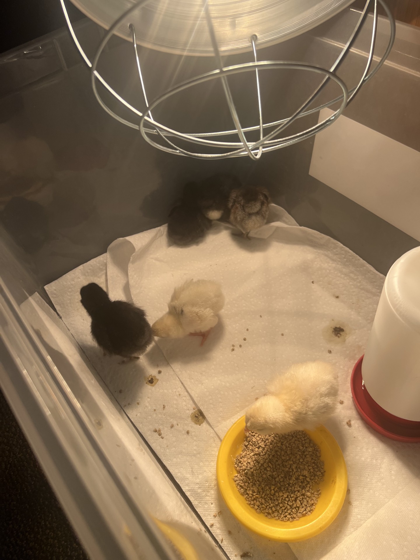 Baby chicks