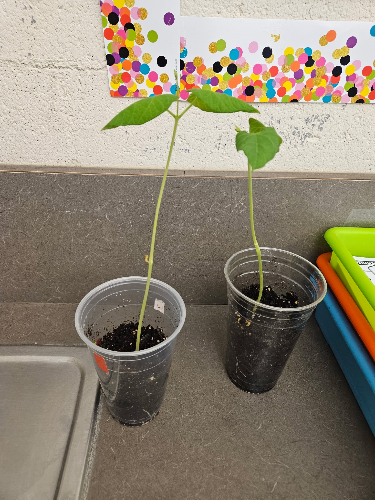 Plants growing out of two reusable cups