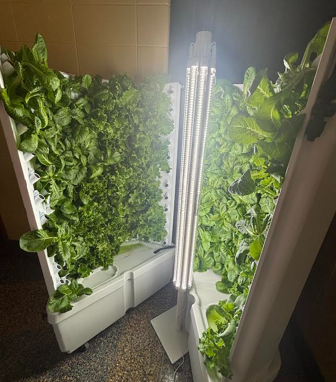 FRED Update- 1st harvest of lettuce