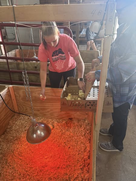 Chickens arrived!  Getting placed in their prepared pens.