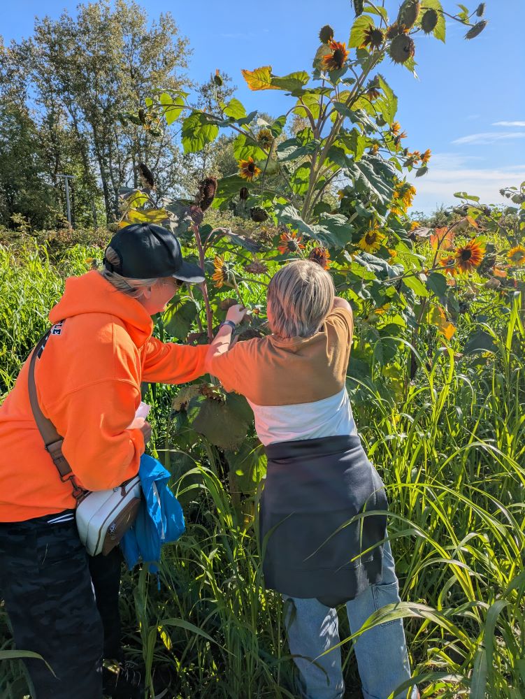 Sunflower harvesting
