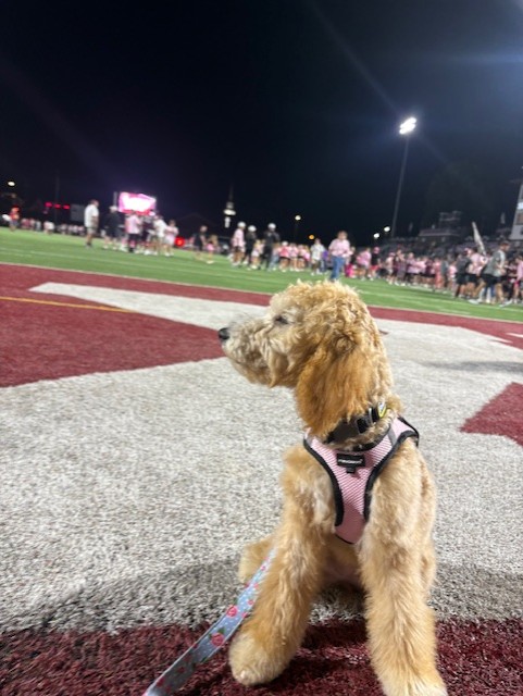 A small brown and white Goldendoodle puppy wearing a pink harness sits on a maroon and white football field at night. Stadium lights shine above as players and fans gather in the background during a school event.