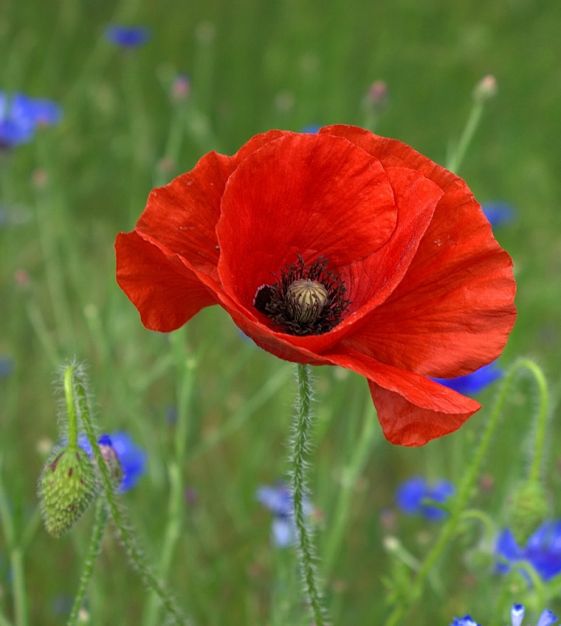poppy