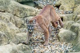 Cougar