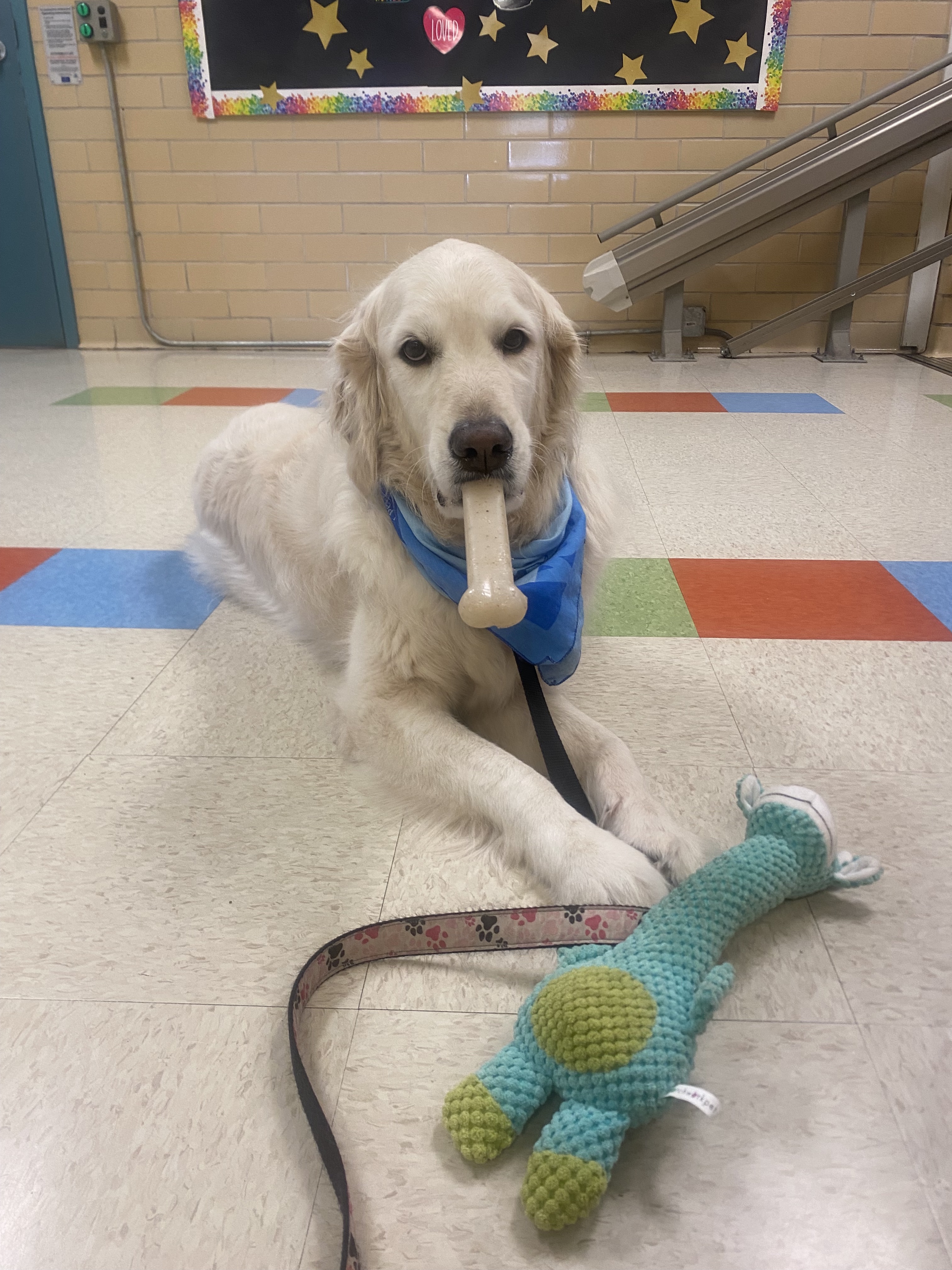 Photo of Maggie, our therapy dog