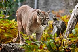cougar
