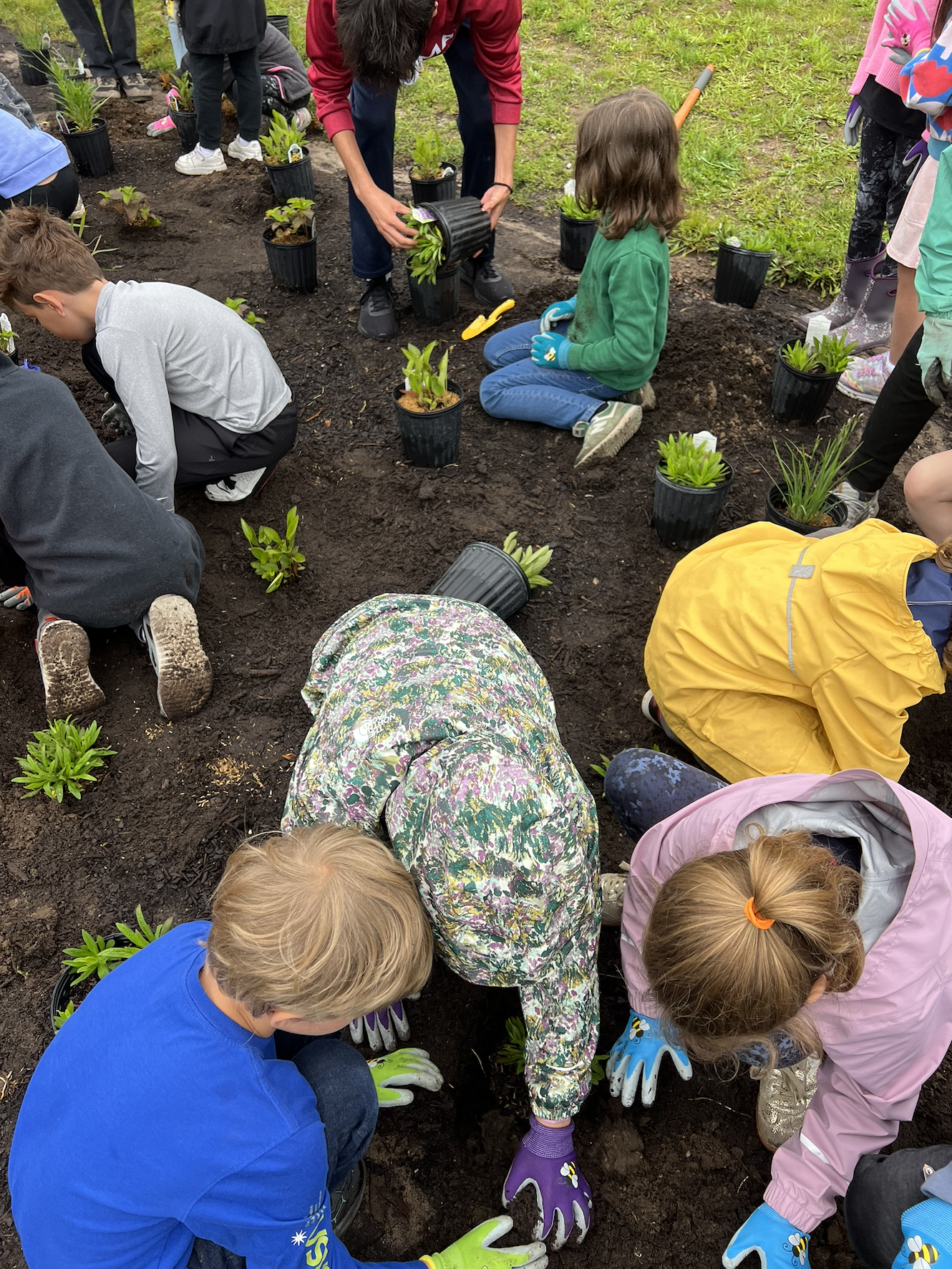 rain garden