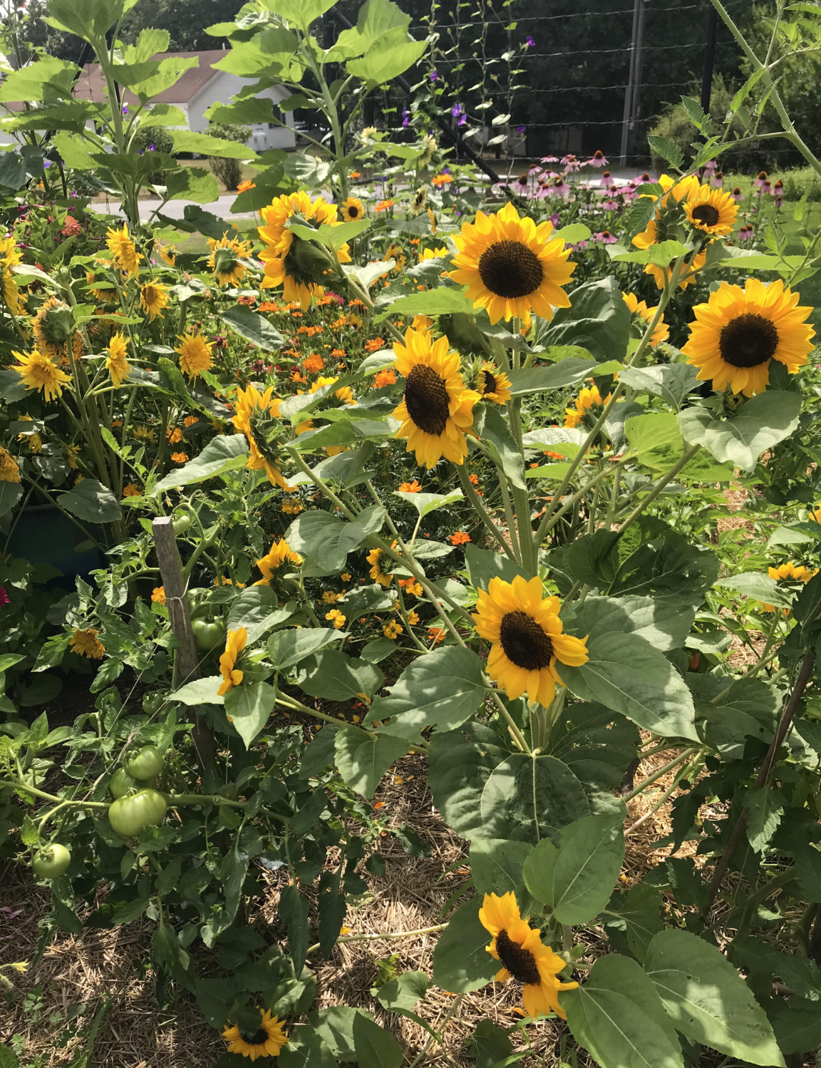mdesnewsletter