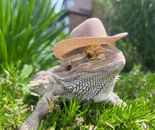 Cool critters field trip