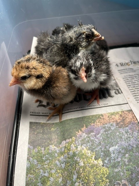 chicks