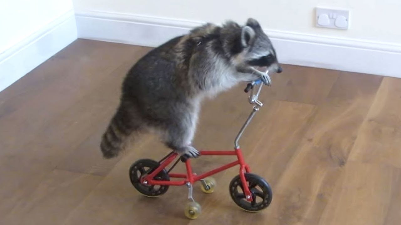 raccoonbike