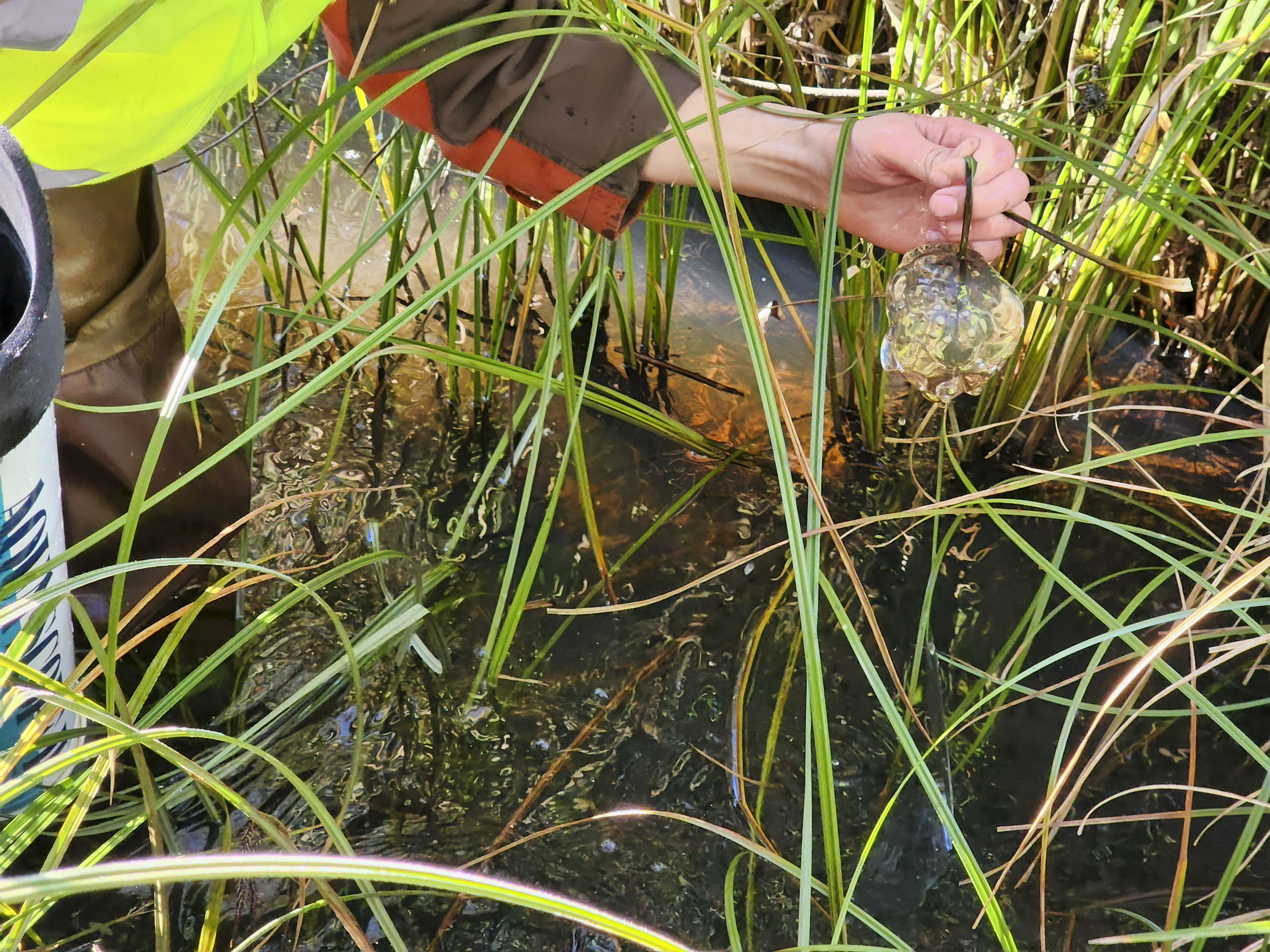 A student pulls an egg mass out of a pond during a survey