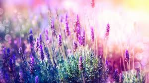 Relaxing Music