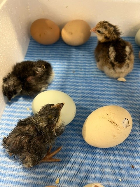 chicks and eggs